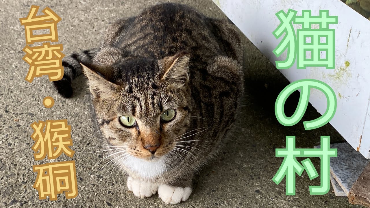 【台湾猫村】台湾の猴硐(ホウトン)猫村が天国過ぎる