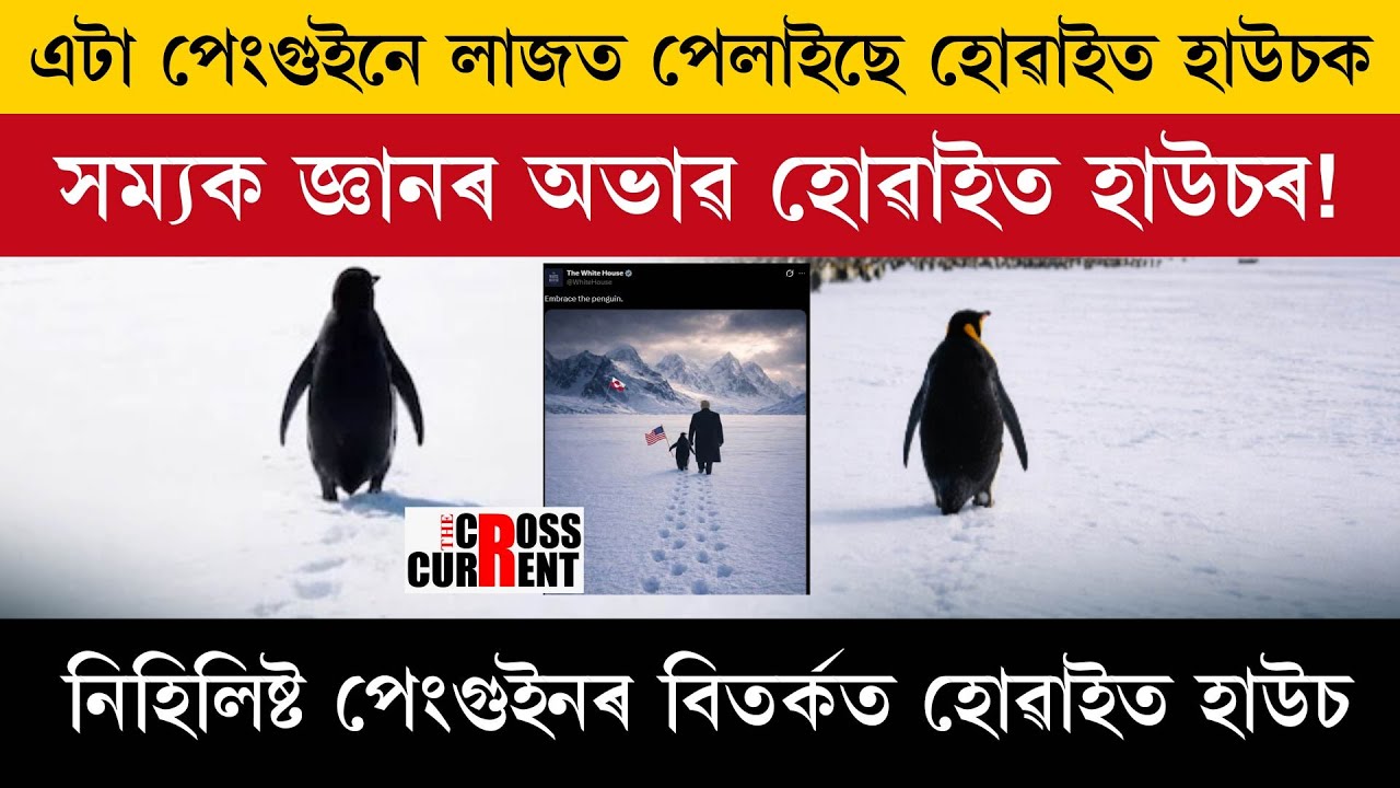 এটা পেংগুইনে লাজত পেলাইছে হোৱাইত হাউচক ।