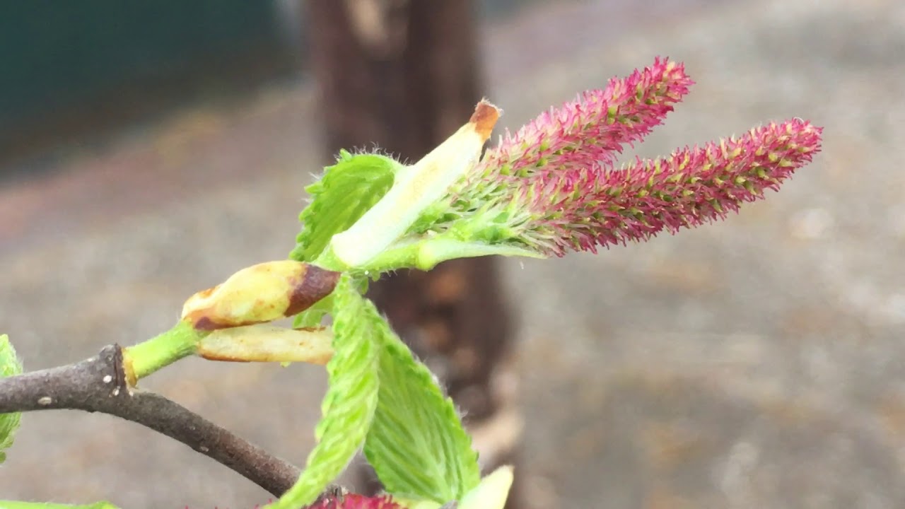 Downy Birch (Betula pubescens) - young female flowers close up - April 2018