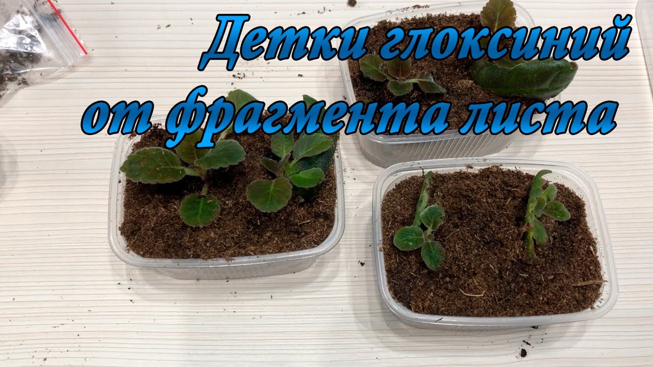 Детки Глоксиний от фрагмента листа
