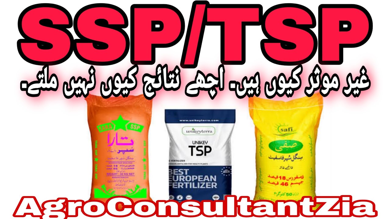 SSP & TSP Fertilizer Guide || Right application Method.