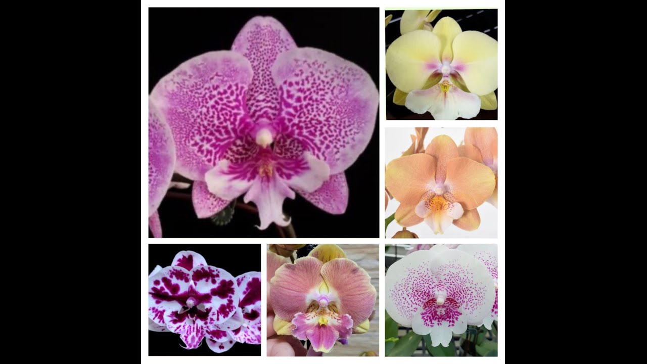 💙💛Catalog phalaenopsis Big lip💚Каталог орхідей бігліпів