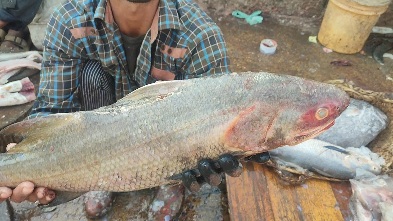 Black indian salmon thread fin rawas fish cutting and information video karachi fisheries