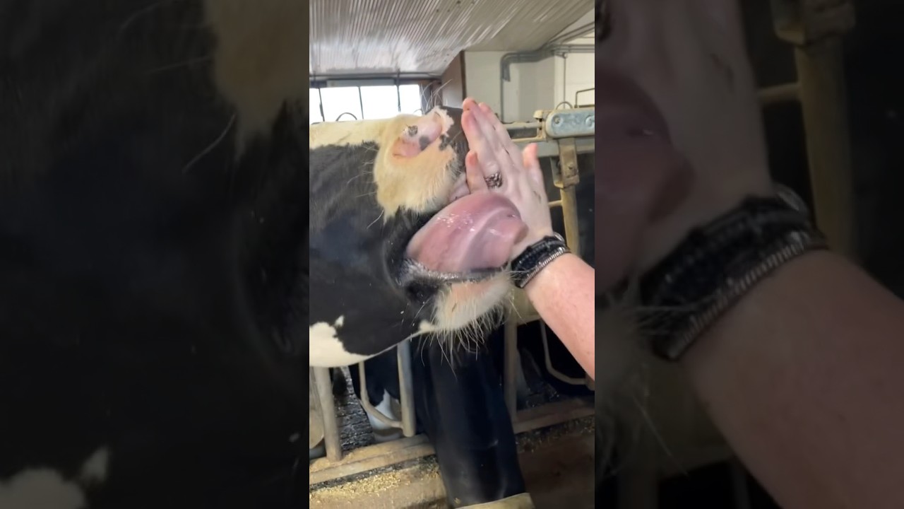 Affectionate Encounter: Cow's Affinity for Human Touch  #cows #cowvideos