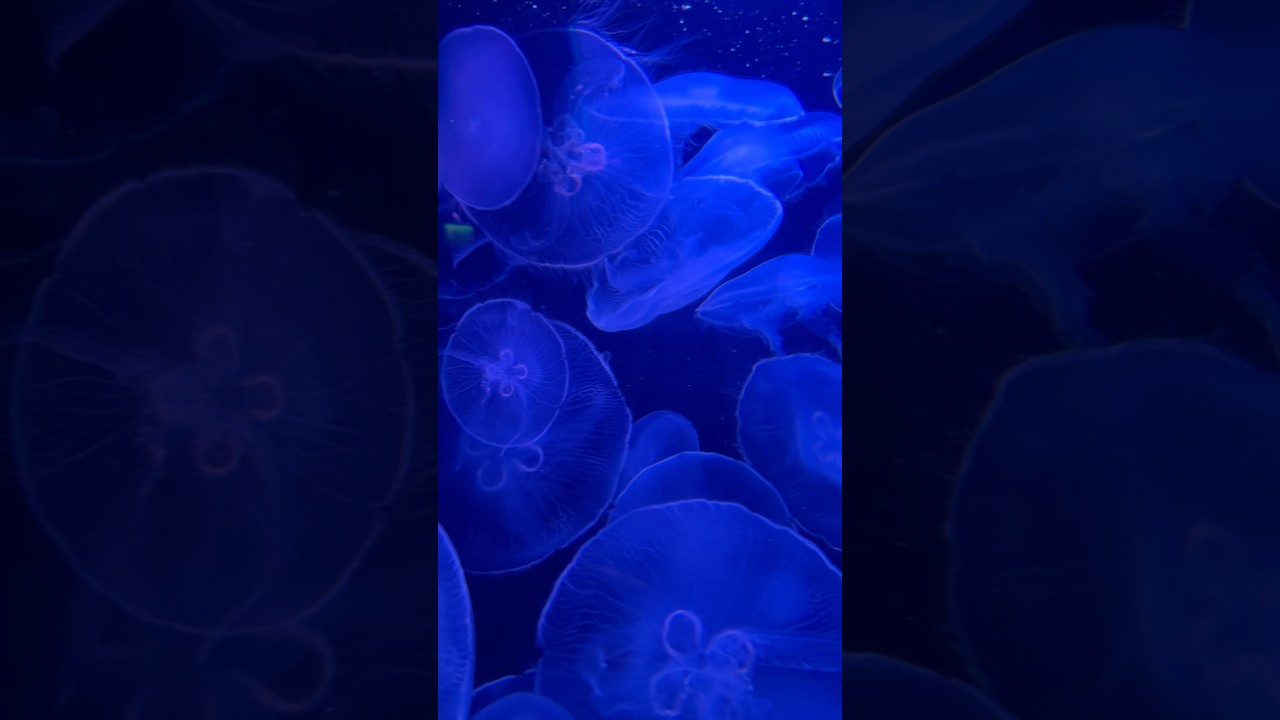 The Oceanographic Museum of Monaco 