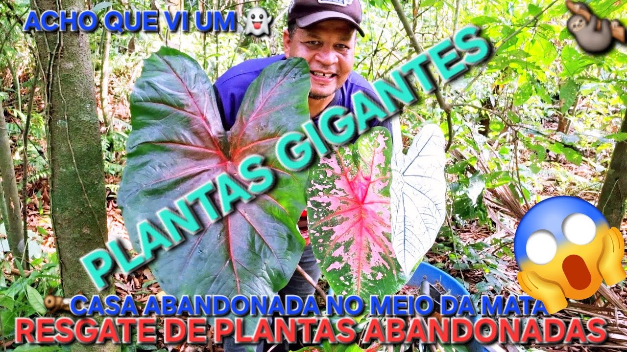 Como fazer resgate caladium gigante em casa abandonada no mato #natureza #plantas #amazing 