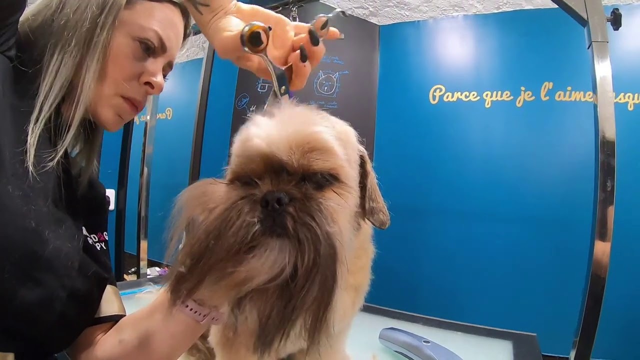 Comment réaliser une tête américaine sur shih tzu