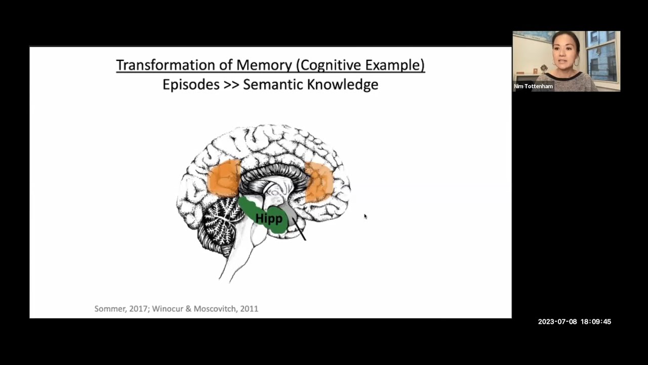 WAIMH 2023: Emotional Brain Development and the Role of Parenting (Nim Tottenham)