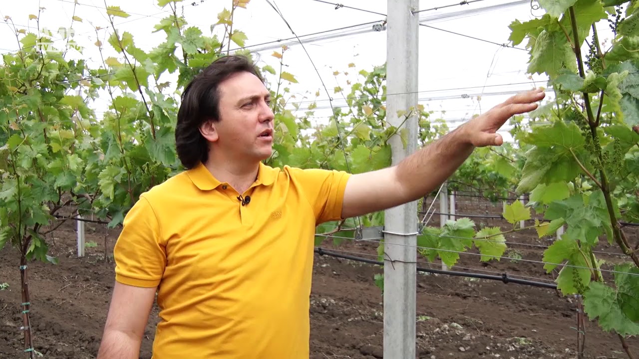 Sisteme de suport pentru Pergola Tendone. Înființarea corectă a plantațiilor de viță-de-vie