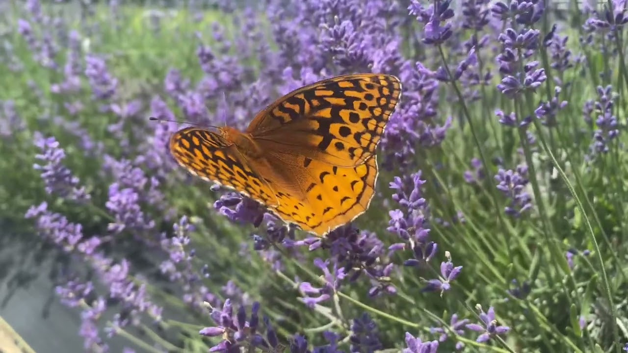 Great Spangled Fritillary feeds on Folgate lavender