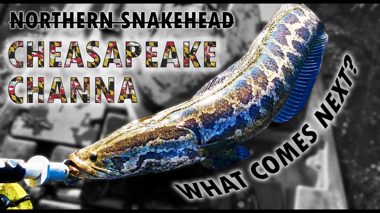Snakehead No More: 