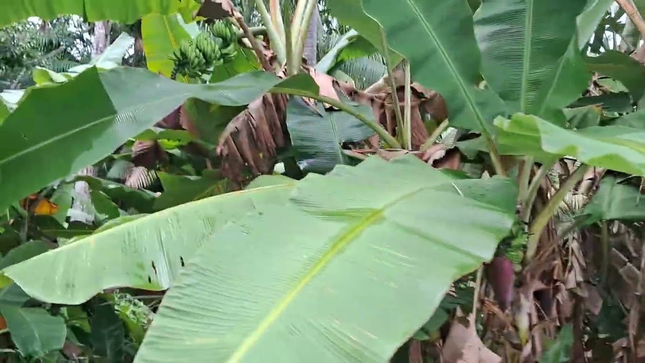 Gente.   que lugar incrível,vale a pena vcs assistirem esses  vídeos que eu vou está enviando ,são 3