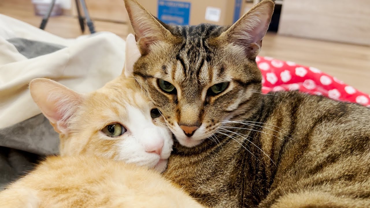 狭い寝床でぎゅうぎゅうになって寝る猫達が可愛いんだ…