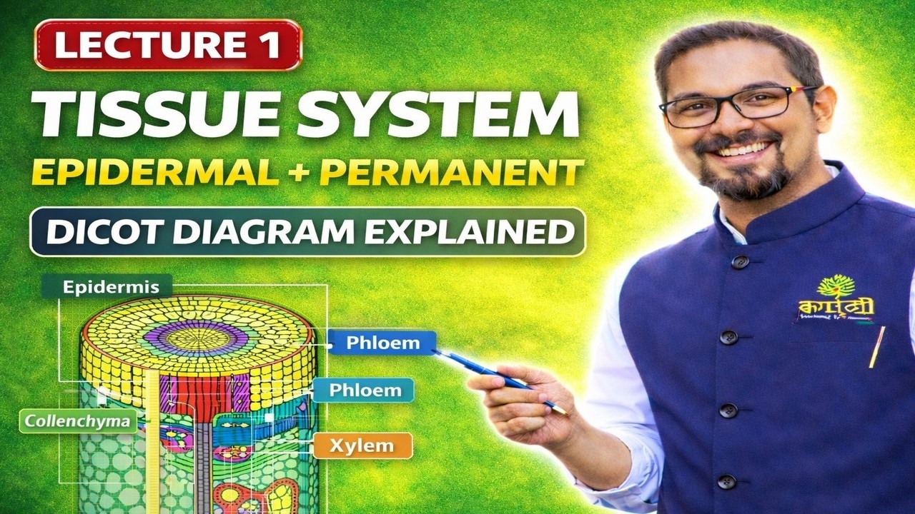 Tissue System in Plants | Epidermal & Permanent Tissue | Dicot Stem Diagram Explained