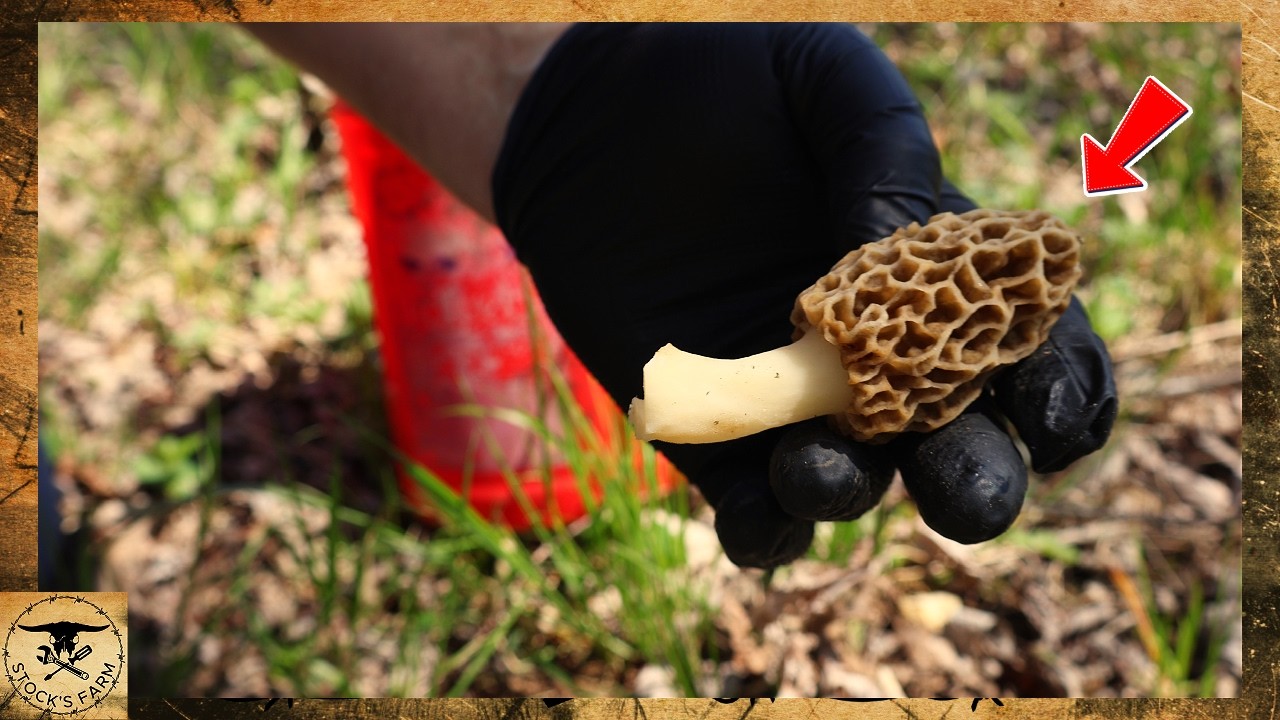 How to Find more Morel Mushrooms every year.