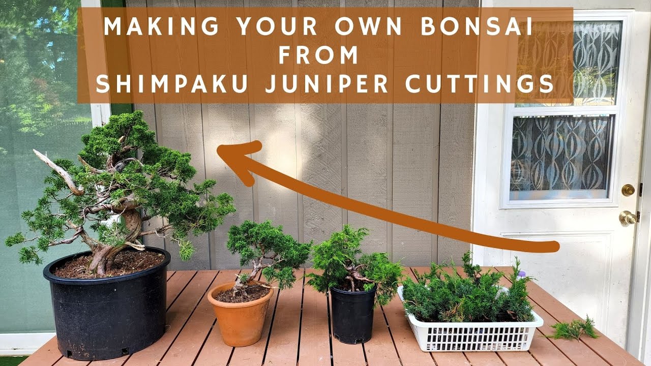 EASY! - How to make your own bonsai from cuttings (Shimpaku Juniper)