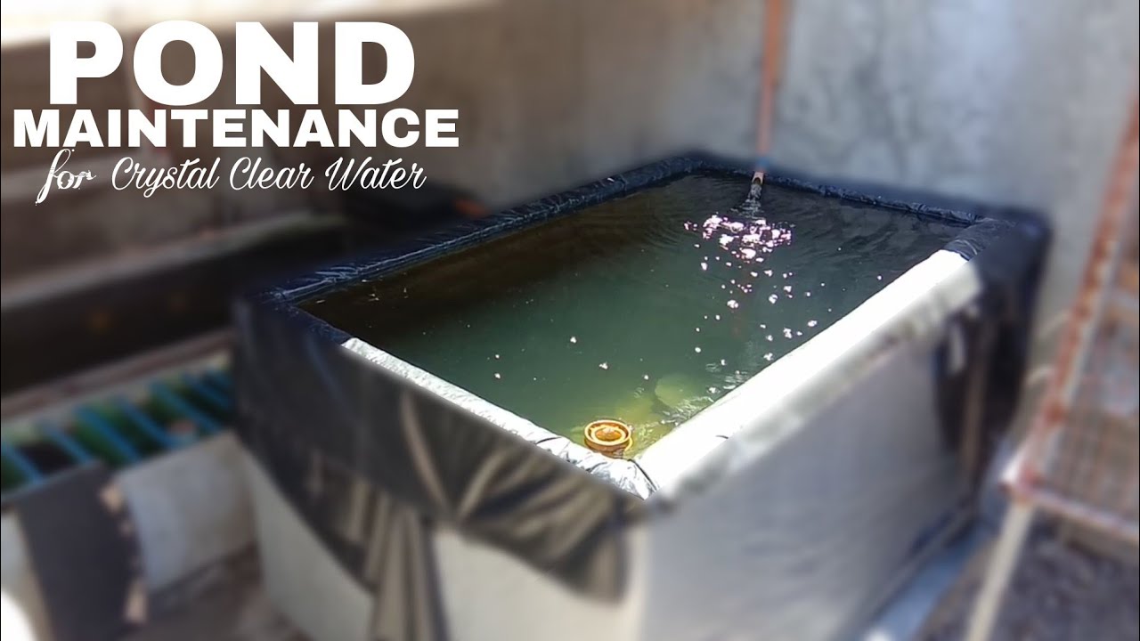 HOW TO KEEP A POND CRYSTAL CLEAR | Pond Filter Maintenance