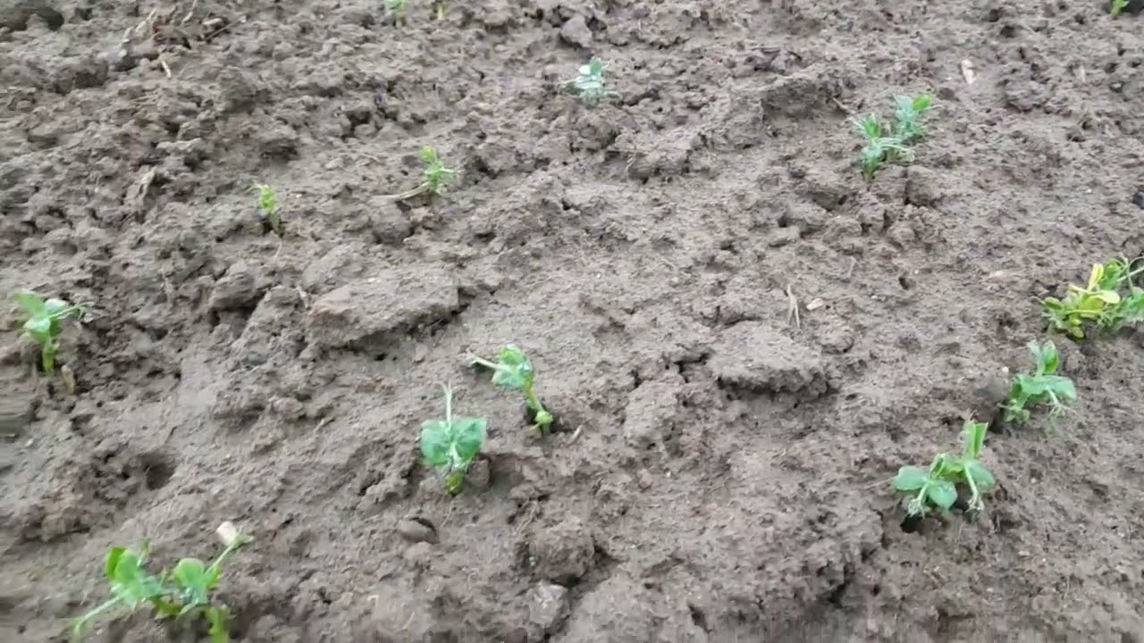 Groch Zimujący Dexter Po Pierwszym Ataku Zimy - Przegląd plantacji #9