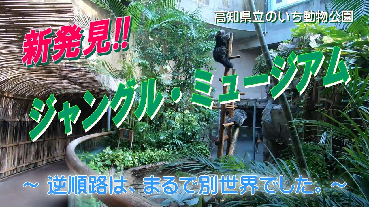 新発見!!、逆順路のジャングルミュージアムは、まるで別世界でした。【高知県立のいち動物公園】