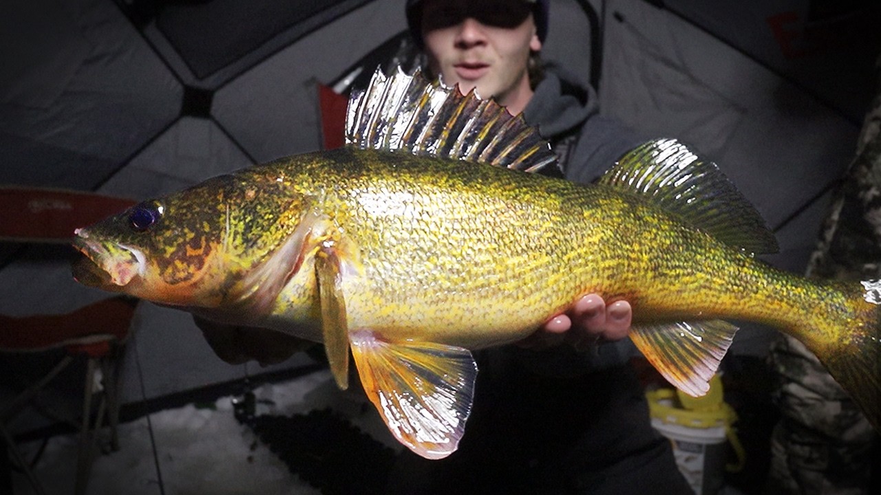 Last Ice Tip Up - HUGE Walleye After Dark