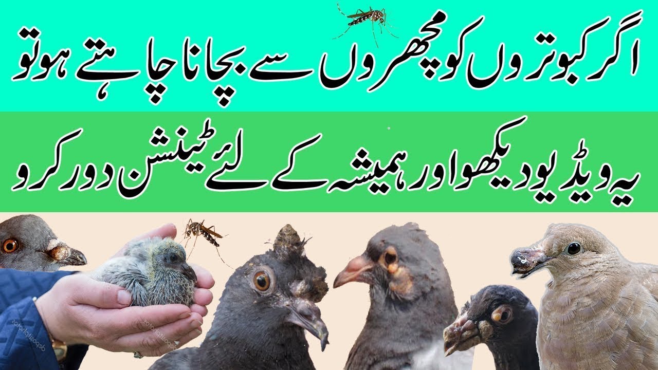 Treatment of Pox (Zehabad) in Pigeon Children | Pigeon Pox/Canker Treatment Best Result | Treatme...