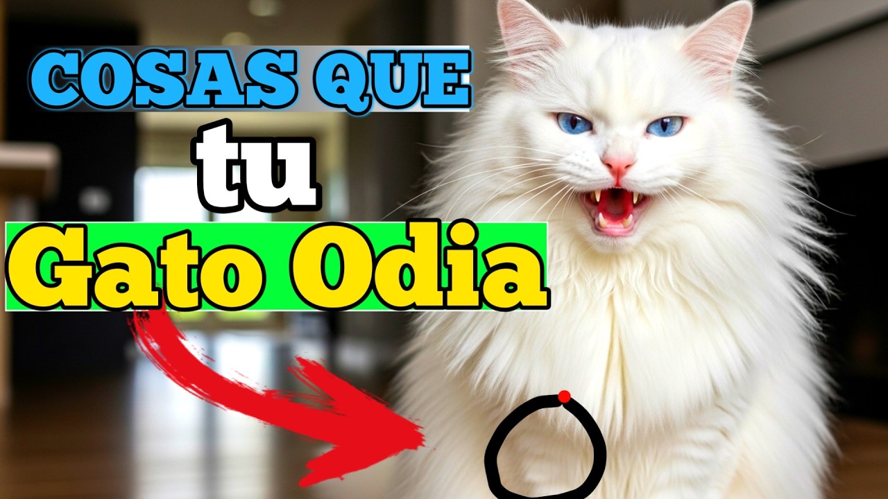 12 COSAS que le HACES A TU GATO y QUE ÉL ODIA