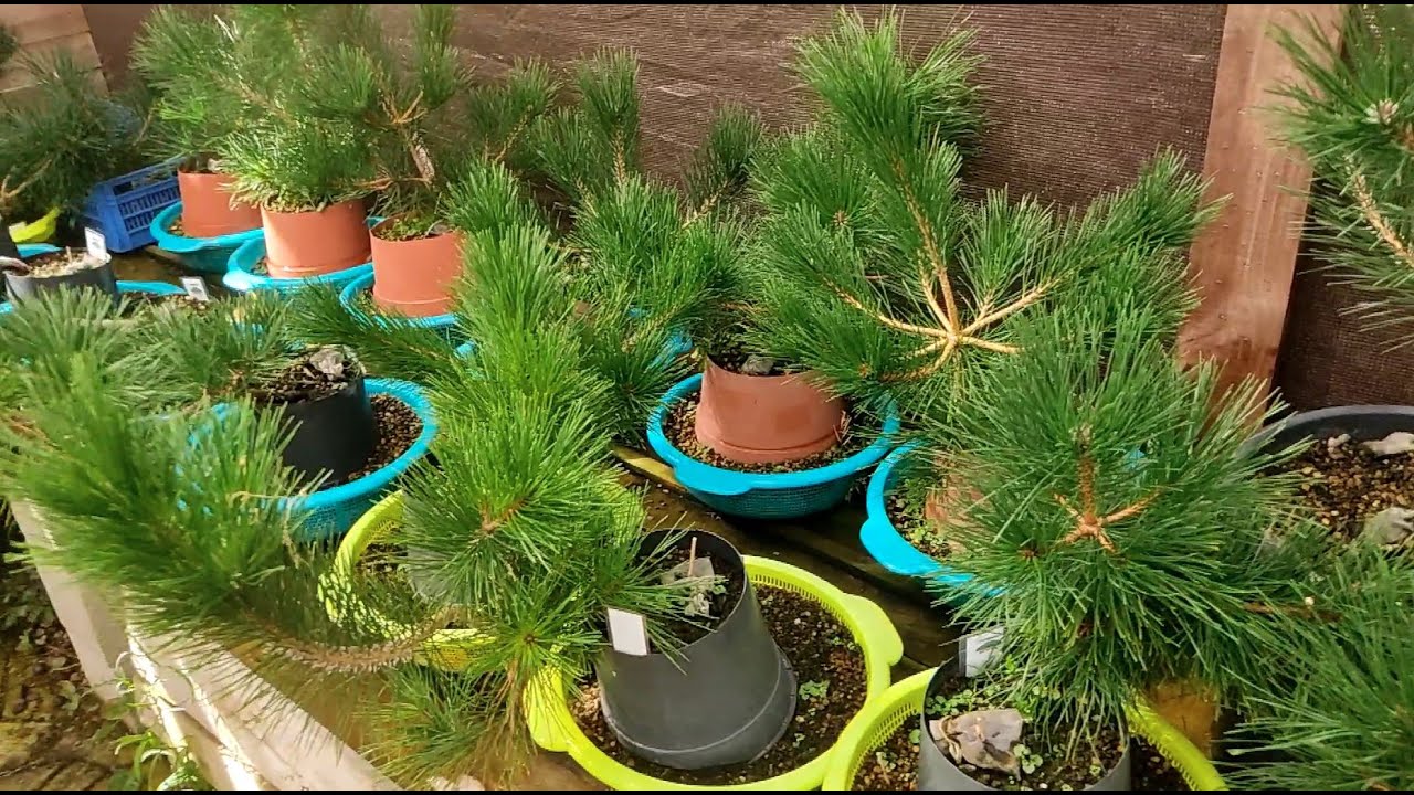 Cultivo de bonsai en Coladores | Parte 2 | ACLARACIONES