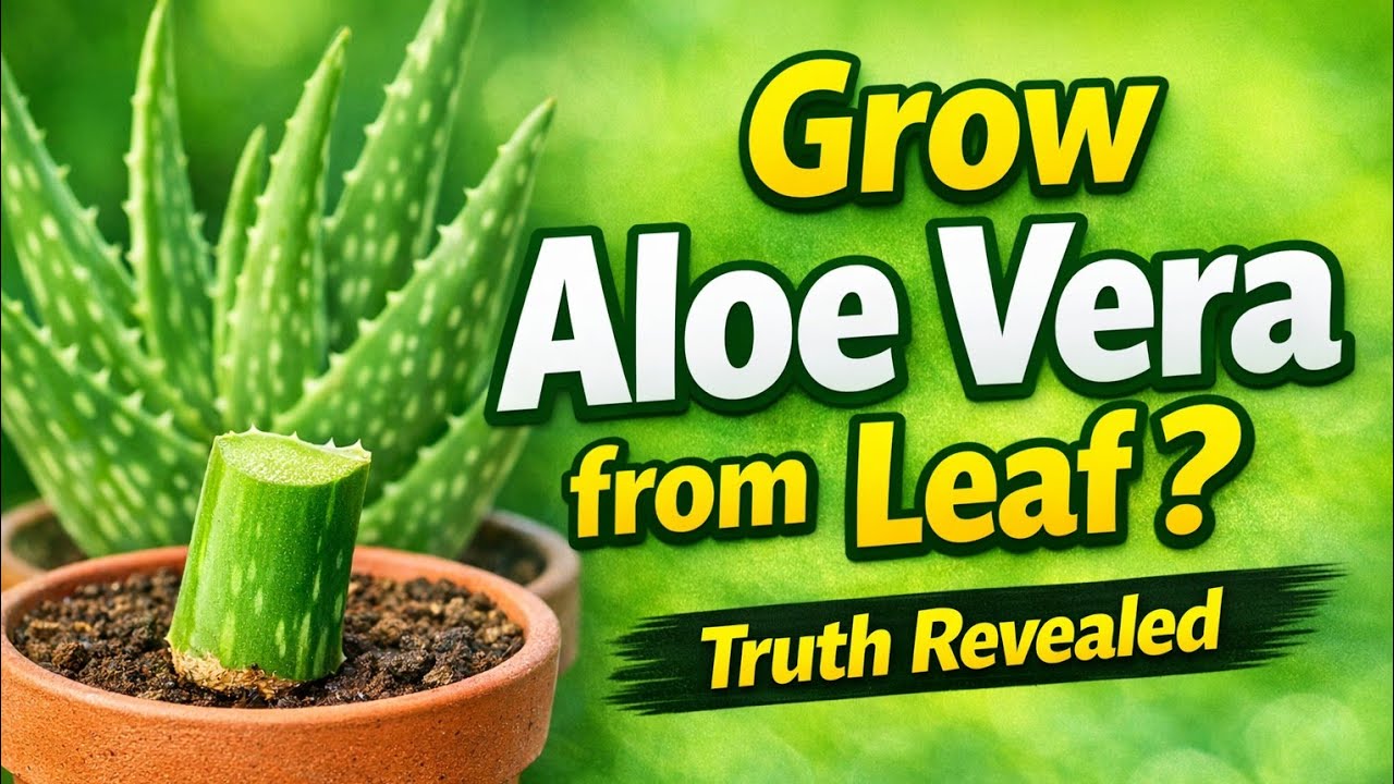 Как вырастить алоэ вера дома из листа | Простое и честное руководство по садоводству