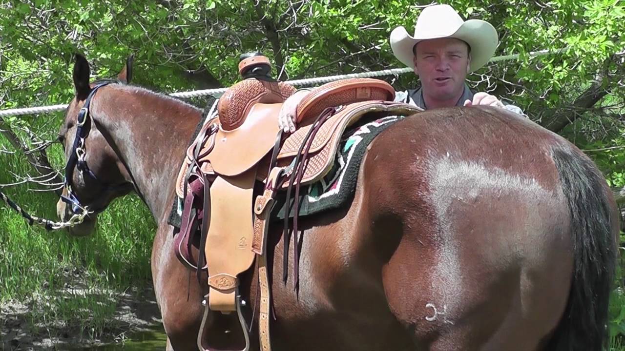 Proper Saddle Pad Fit