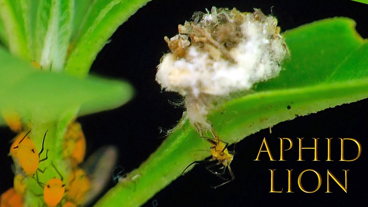 Junk Bug Eats Aphids and Mealybugs