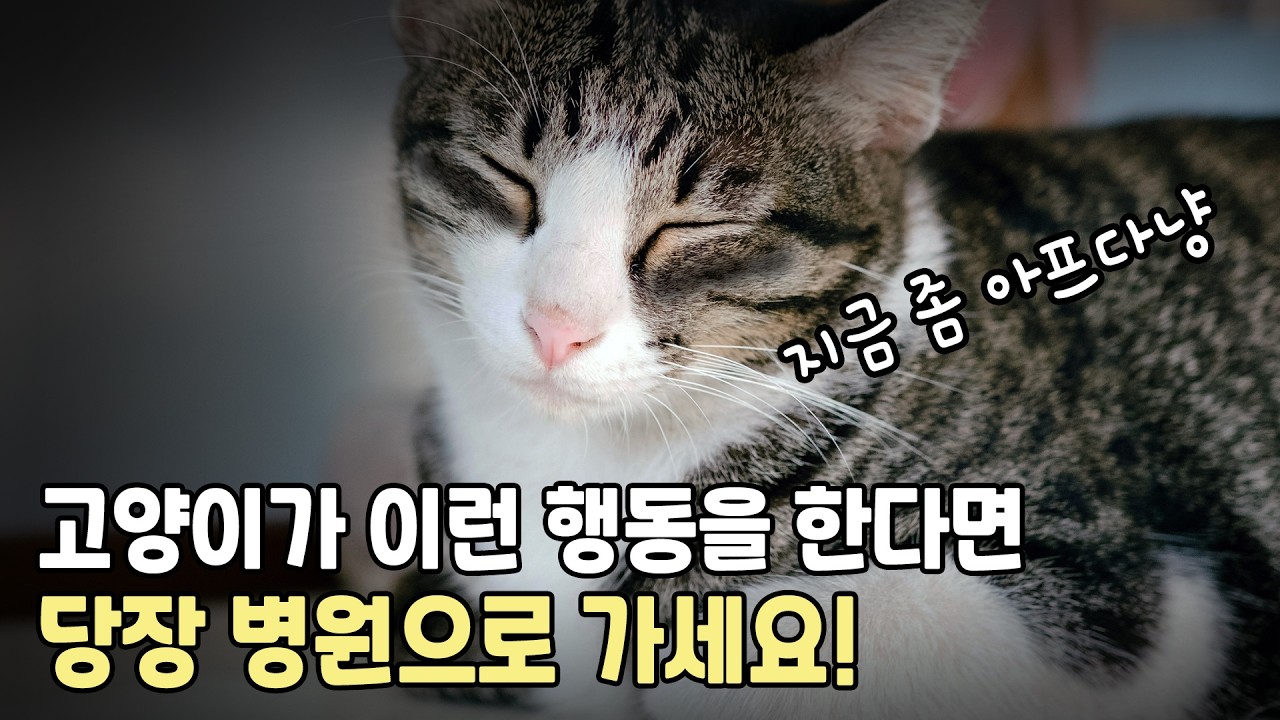 고양이가 아플 때 보이는 행동 8가지