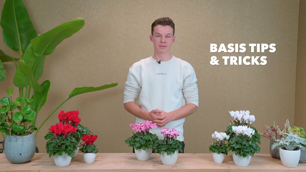 Cyclamen care tips: how to enjoy your Cyclamen longer (English spoken)