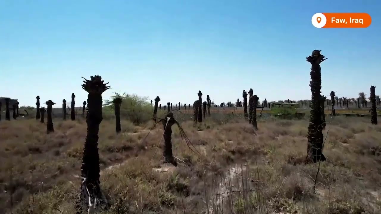 Date palms thirst for water in southern Iraq