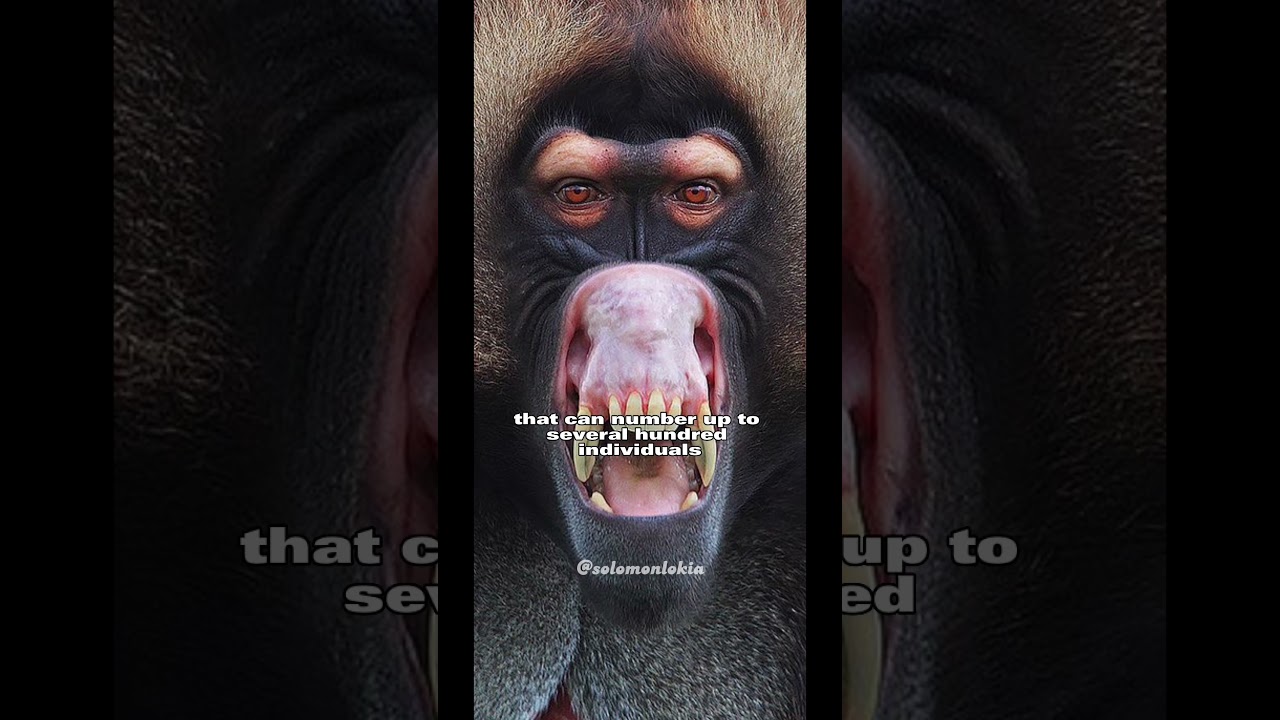 Gelada Baboon | The Scariest Herbivore On Earth