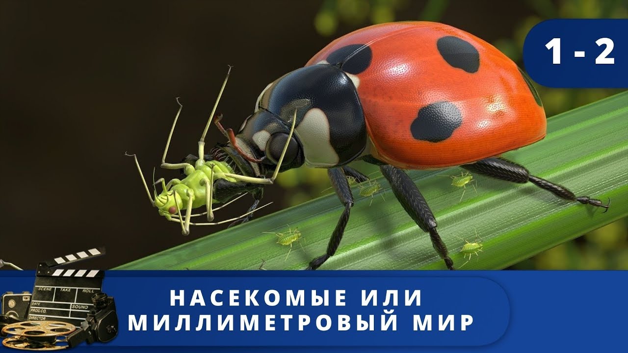 ДОКУМЕНТАЛЬНЫЙ ФИЛЬМ О НАСЕКОМЫХ И ПРИРОДЕ! Насекомые или миллметровый мир. KINODRAMA