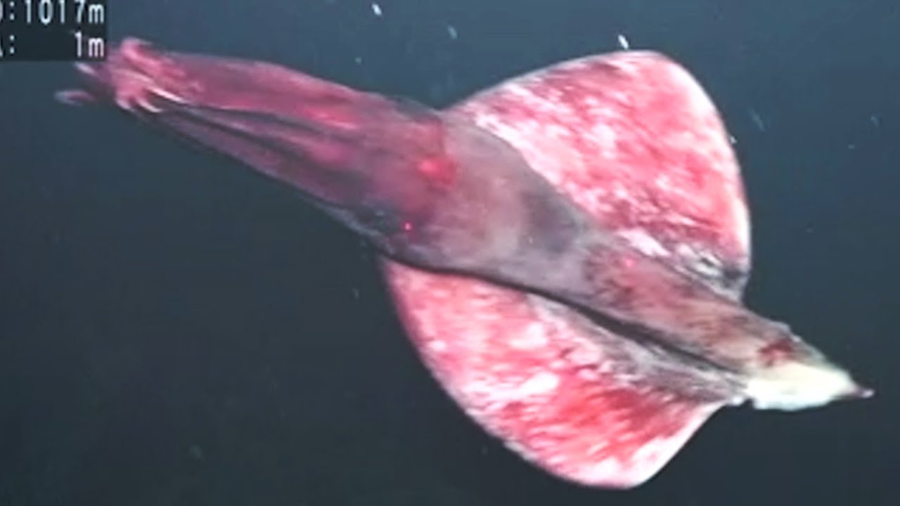 9 Strange Squids Found by ROVs in the Deep Ocean