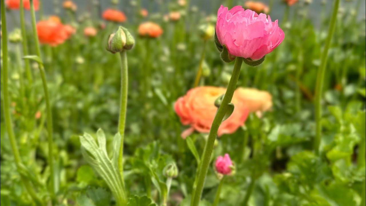 Episodio 22: Os voy a enseñar cómo va nuestro cultivo de flores de corte