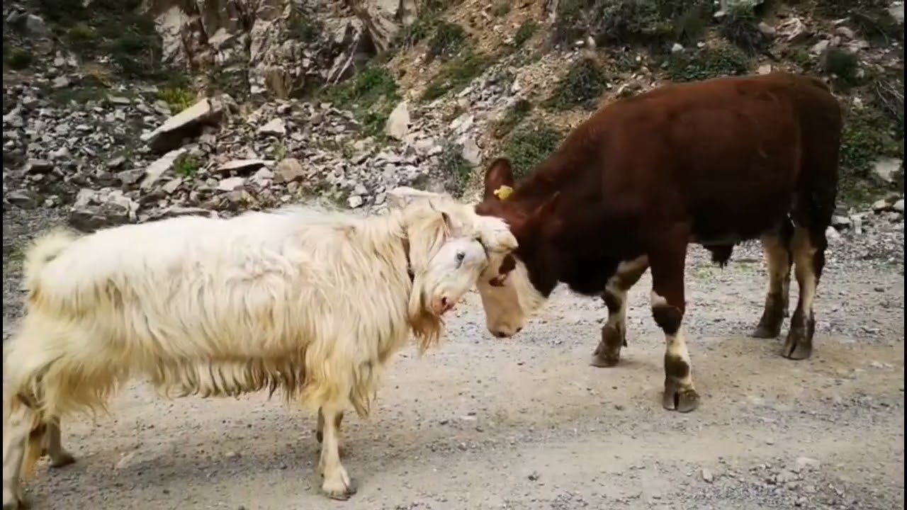 MUHLİS EKİNCİ İLE BİZİM KÖYLER  PUZAKET MAHALLESİ VİDEO ÇEKİM CEMALETTİN KARADUMAN.28 .4 . 2023