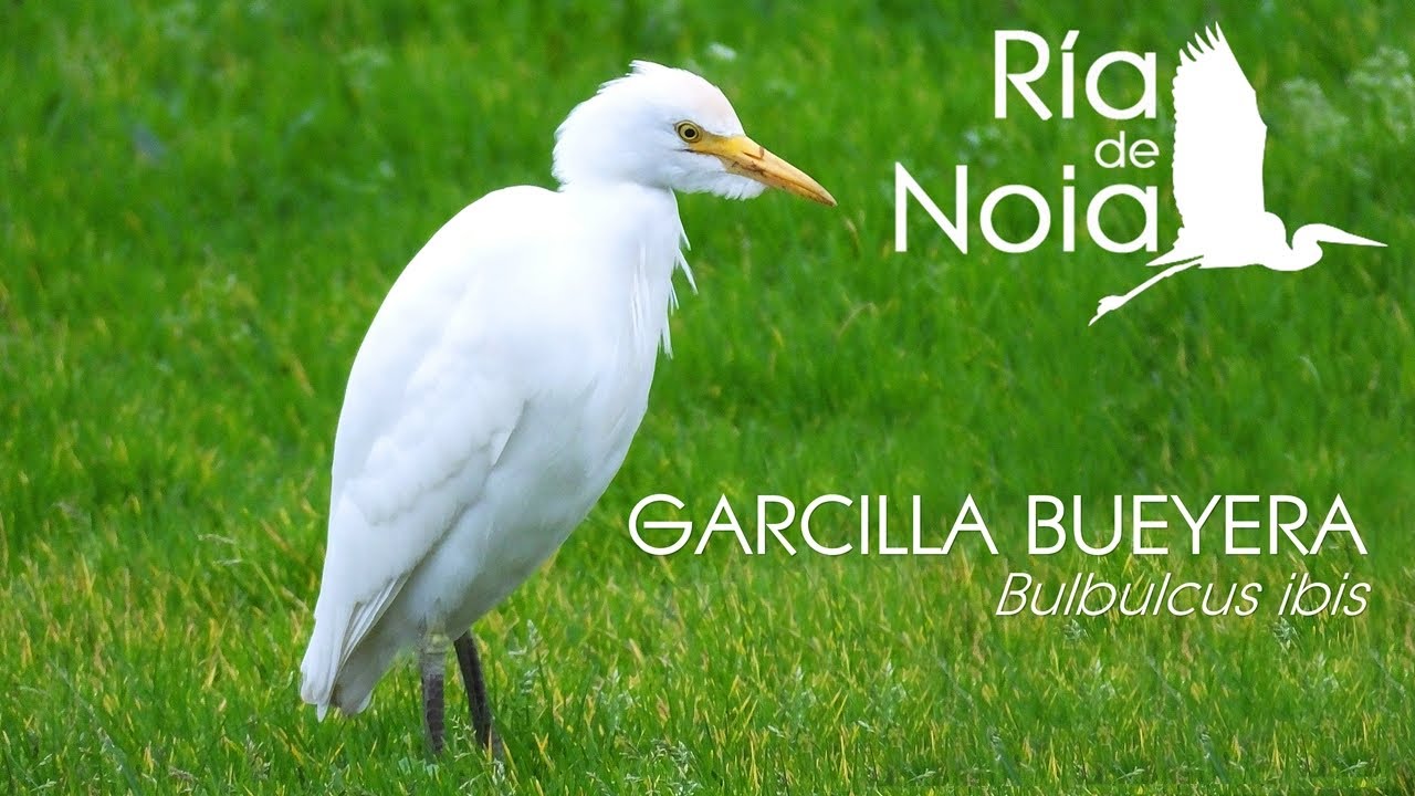Garcilla bueyera, Garza mediana, Bulbulcus ibis. Ría de Noia.