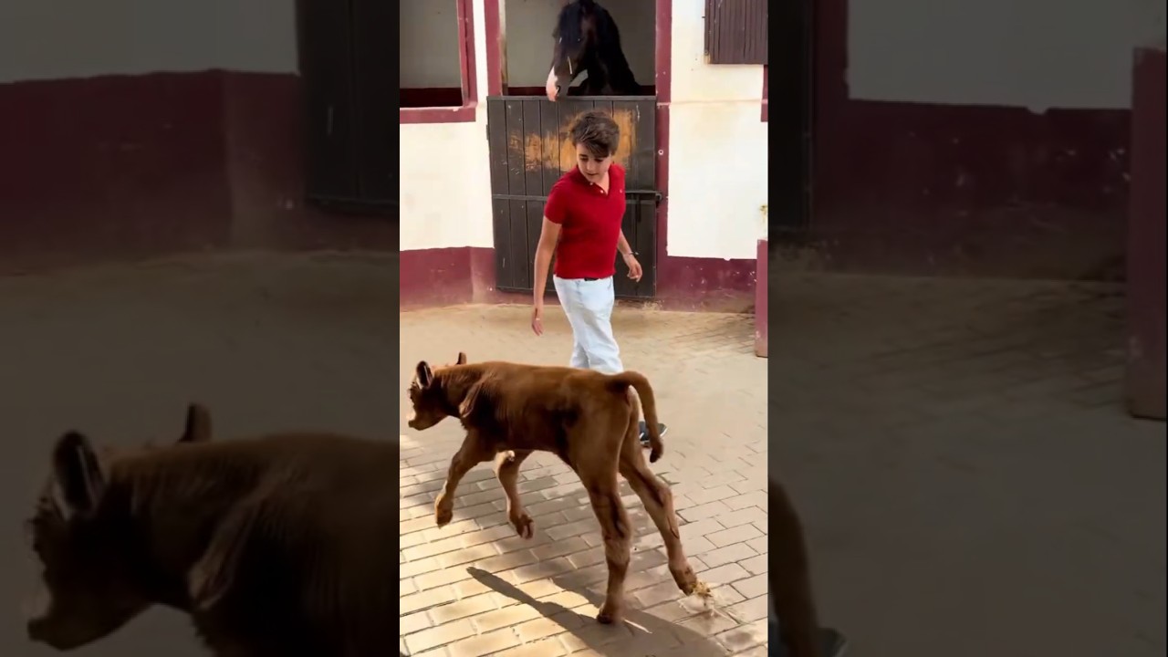 CHICO JOVEN Y BECERRITO LAMINE YAMAL JUEGAN A TOREAR✅💚🐂💚✅#shorts #bull #toro #impactototal #torohoy