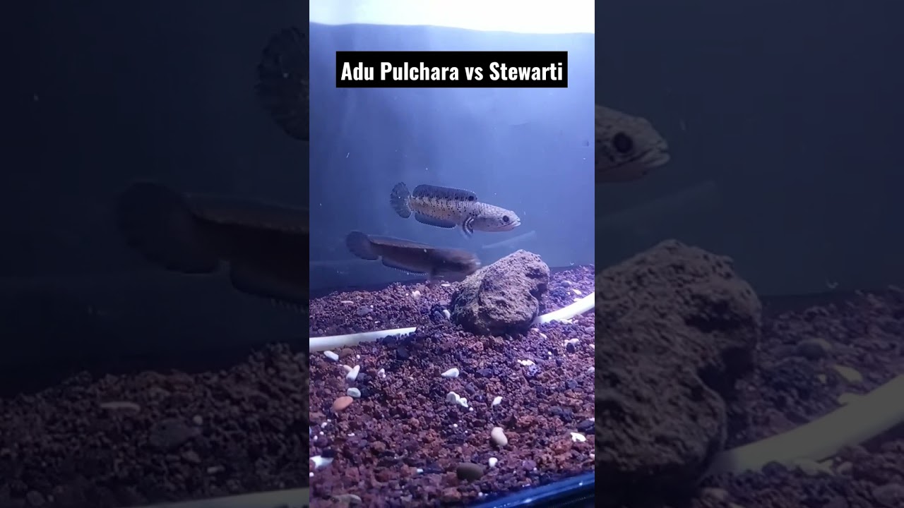 reaksi ikan Chana pulchra vs Stewarti