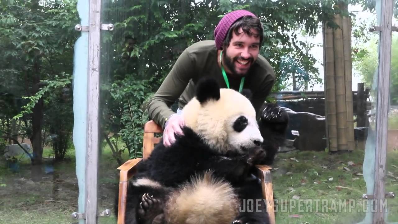 Hugging Giant Pandas in Chengdu, China -- JoeySupertramp.com