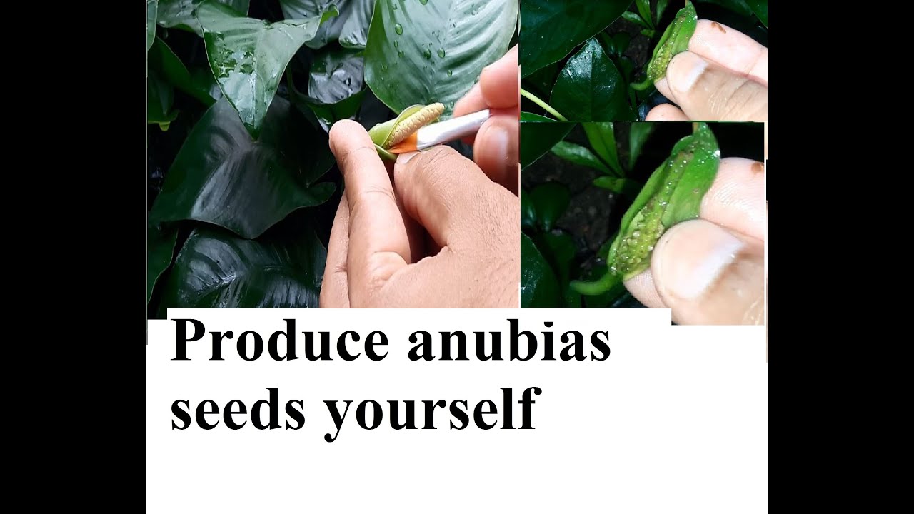 Anubias seeds, How to produce anubias seeds using anubias flowers, Grow anubias emersed