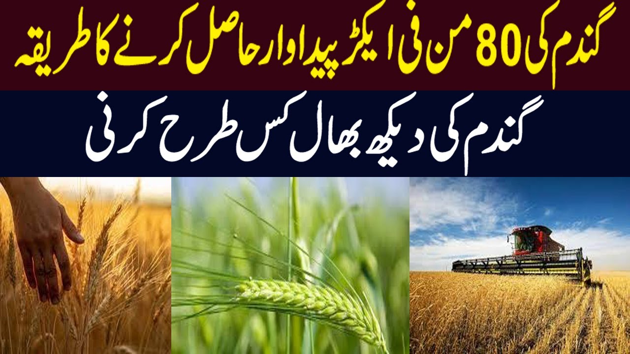 How Can You achieve 80 maunds per acre Production of Wheat in Pakistan | Wheat Farming in Pakistan |