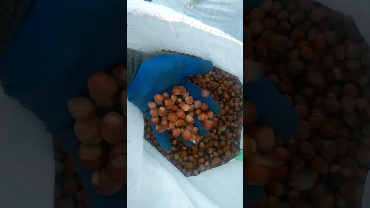 Kefeli Fındık Toplama Makinesi Kefeli-501