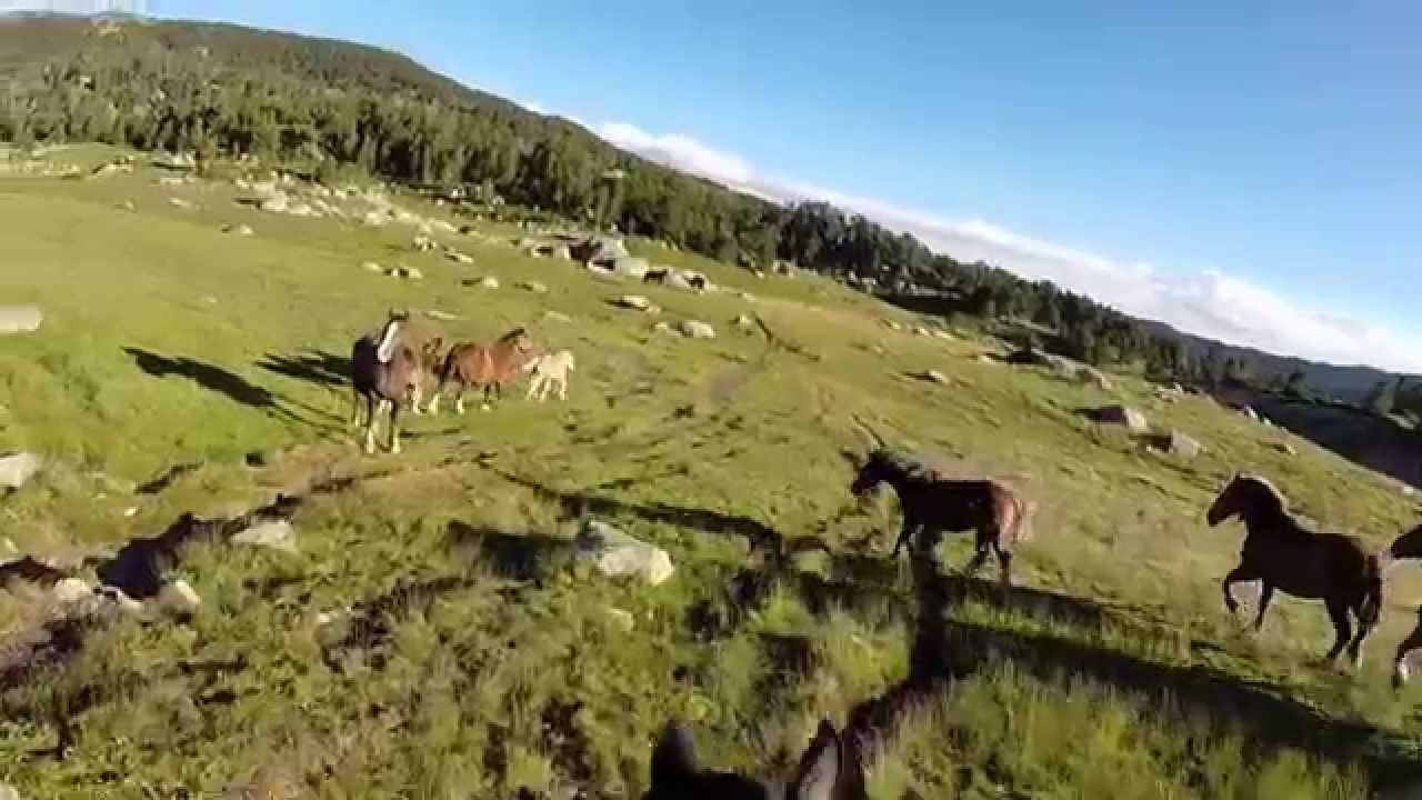 Traversée de 3 troupeaux de chevaux et mules en liberté
