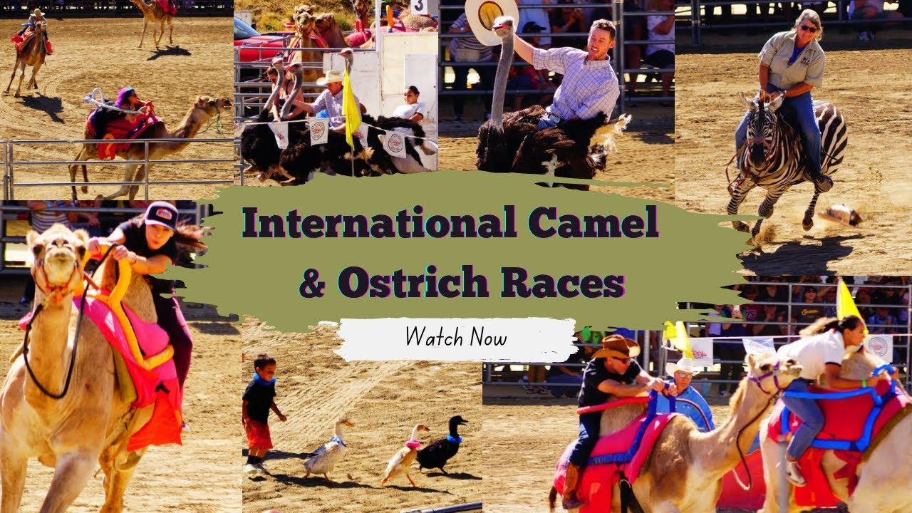 International Camel and Ostrich Races | Virginia City | Spirit of Nevada