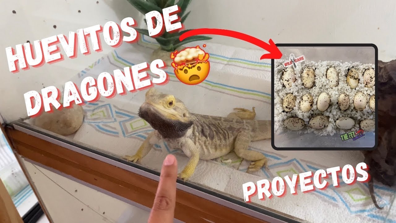 Puesta de Pogona 😳| Proyectos y Primera temporada Wild Care 🤯🔥