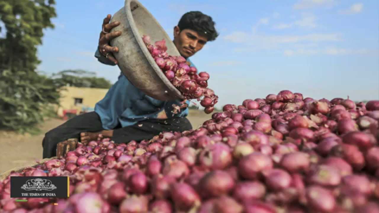 Red Onion Crop Loss Reduces Karnataka Farmers to Tears