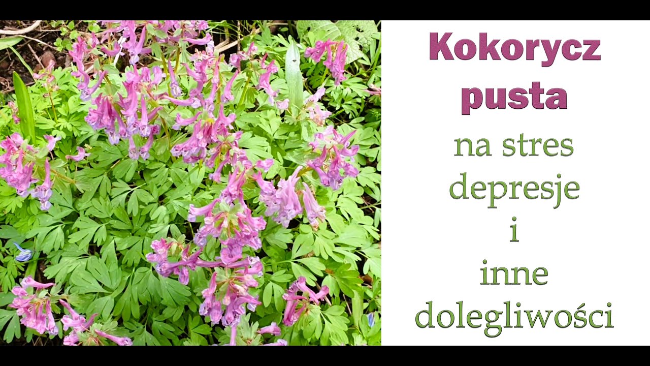 Intrakt kokoryczowy